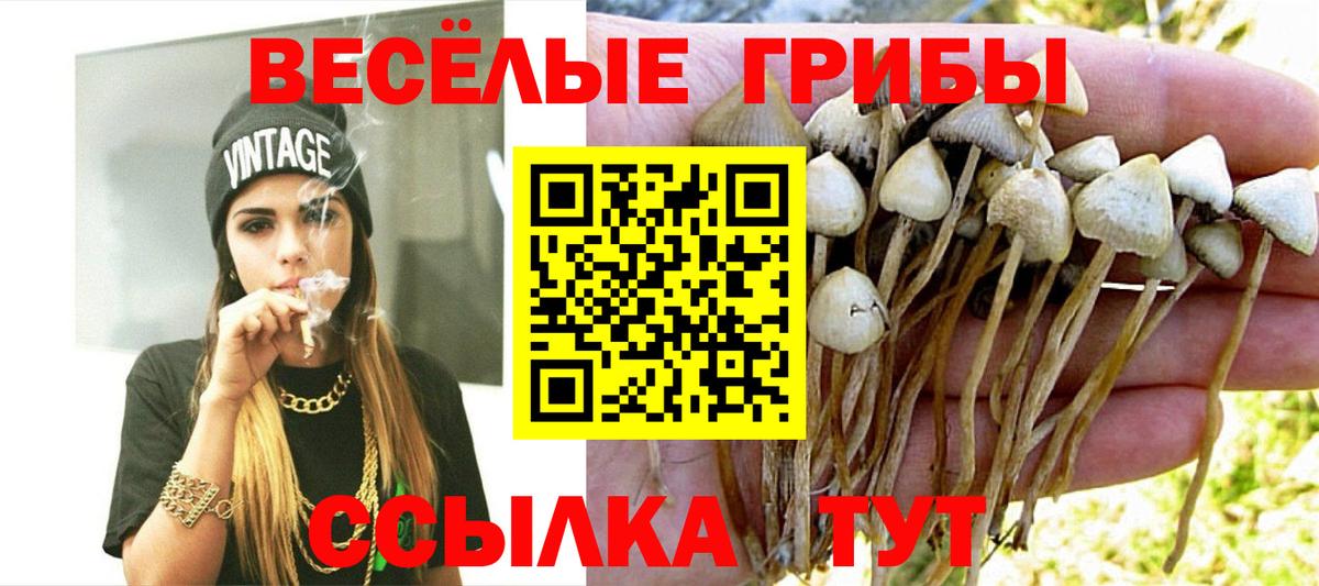 Псилоцибиновые грибы мицелий Балтийск